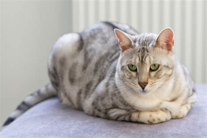 bengal