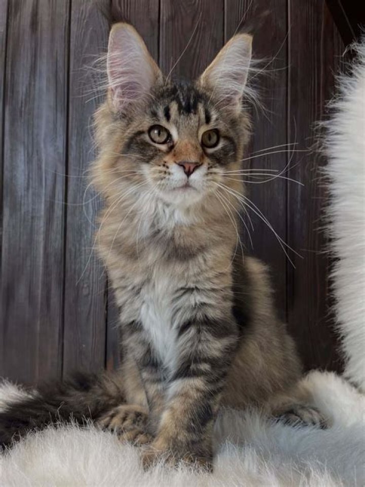 Maine coon