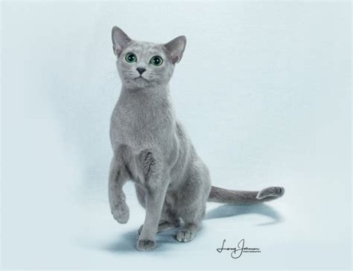 russian blue