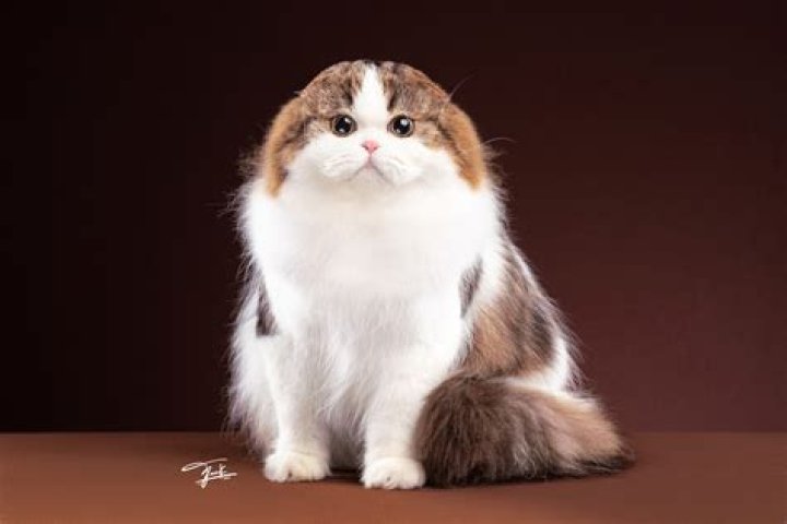 scottish fold