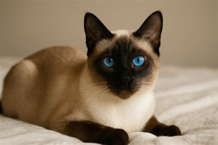 siamese